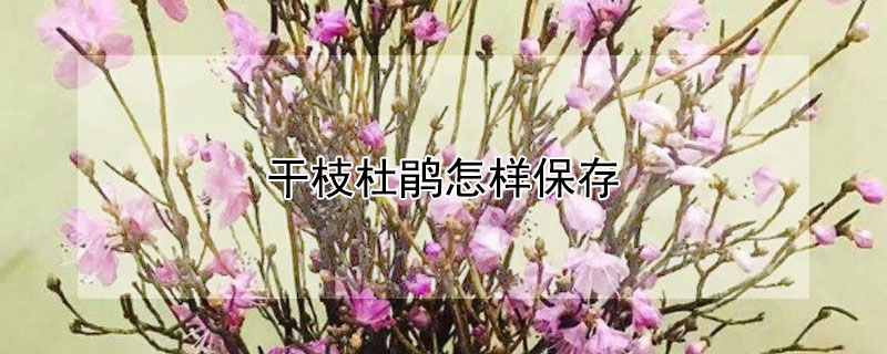 干枝杜鵑怎樣保存