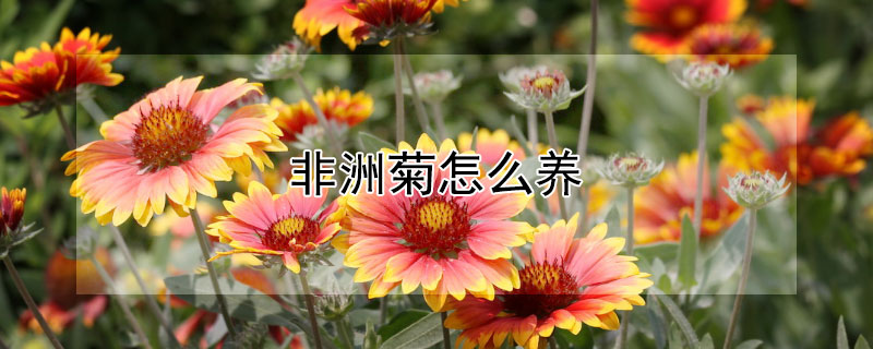 非洲菊怎么養(yǎng)