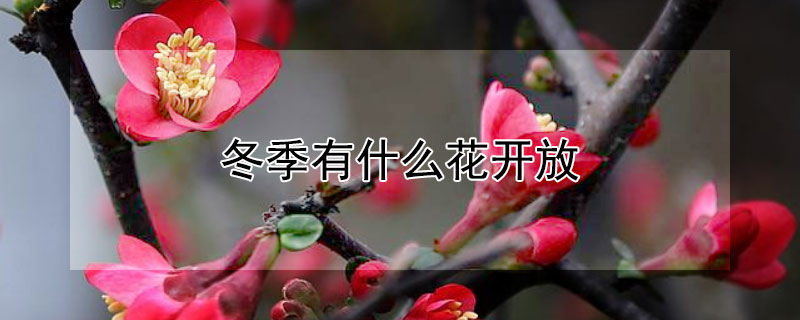 冬季有什么花開放