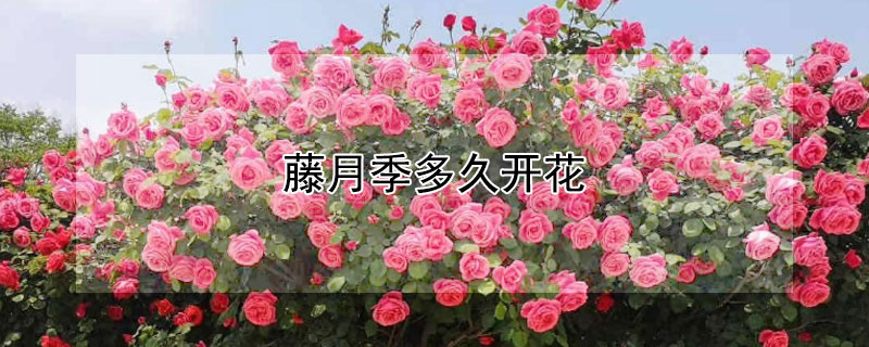 藤月季多久開花