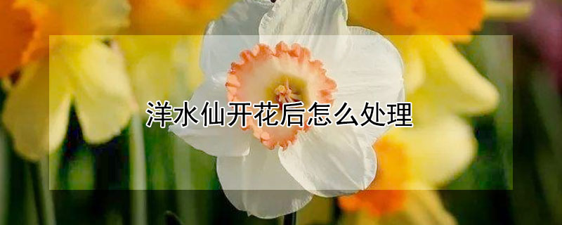 洋水仙開花后怎么處理