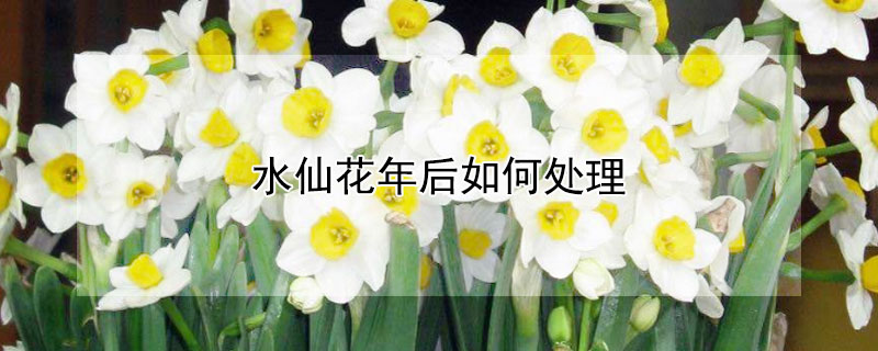 水仙花年后如何處理