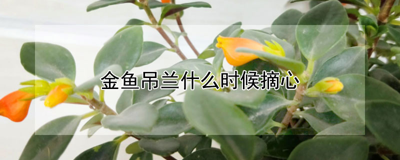 金魚(yú)吊蘭什么時(shí)候摘心