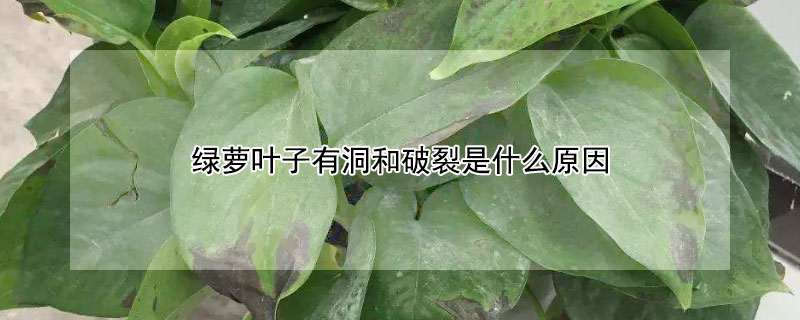 綠蘿葉子有洞和破裂是什么原因