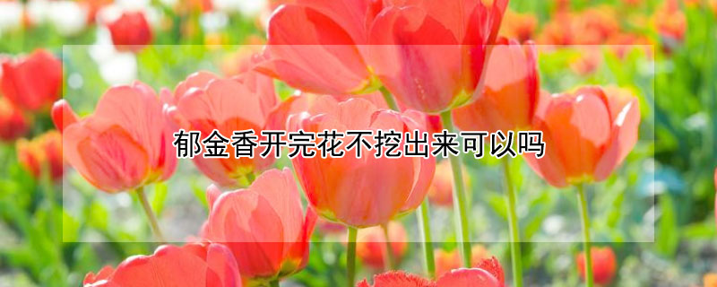 郁金香開完花不挖出來可以嗎