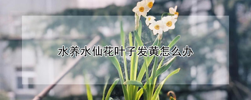 水養水仙花葉子發黃怎么辦