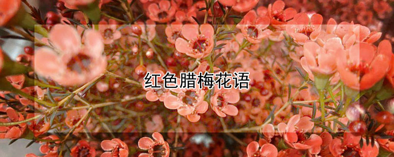 紅色臘梅花語