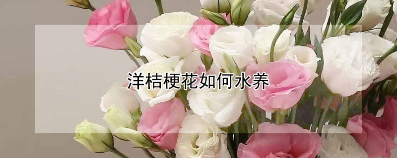 洋桔梗花如何水養(yǎng)