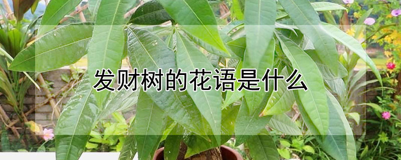 發(fā)財樹的花語是什么