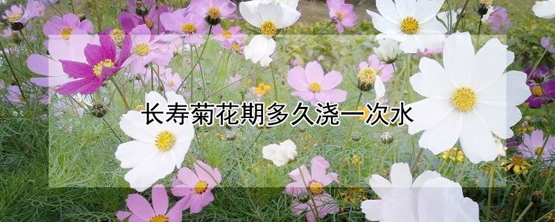 長(zhǎng)壽菊花期多久澆一次水