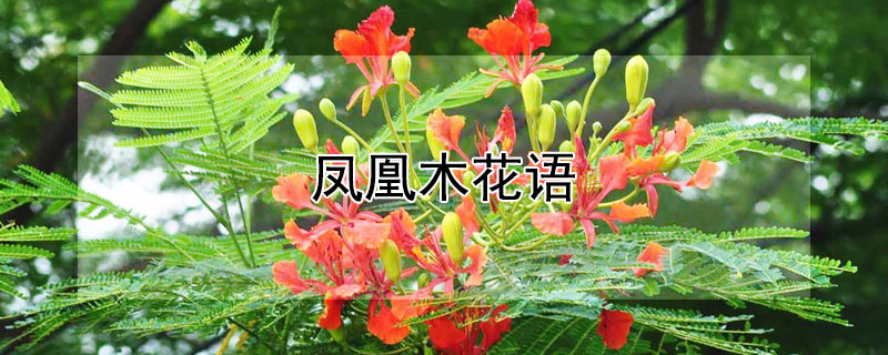 鳳凰木花語(yǔ)