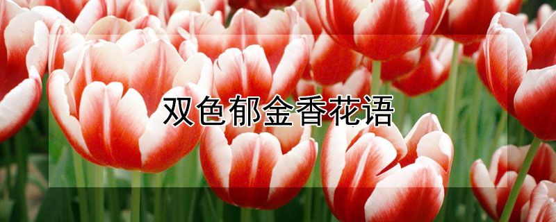 雙色郁金香花語