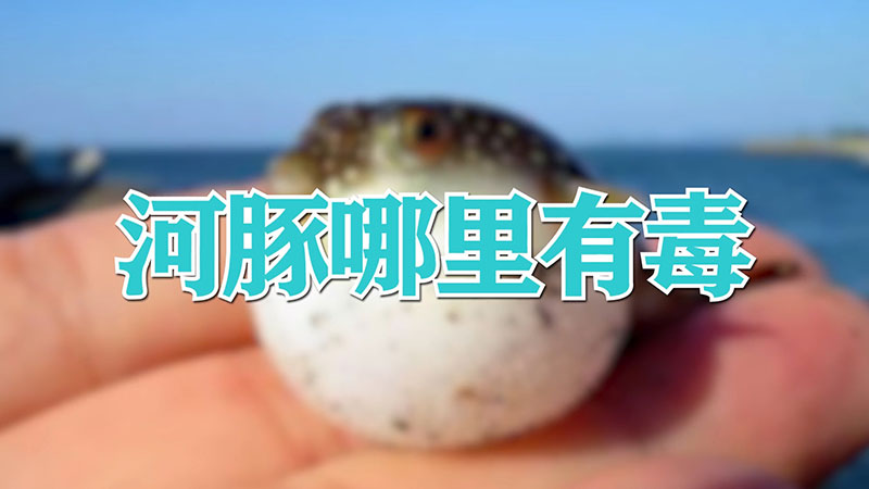 河豚哪里有毒