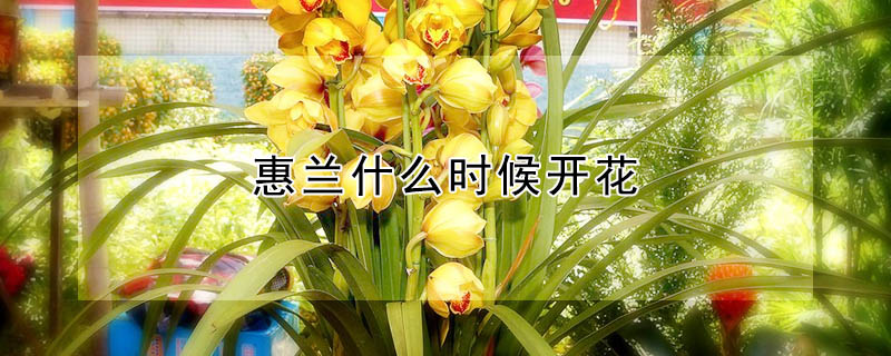 惠蘭什么時(shí)候開花