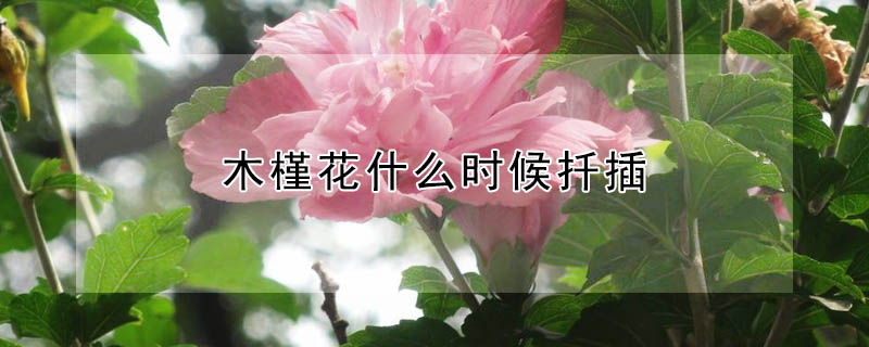 木槿花什么時候扦插