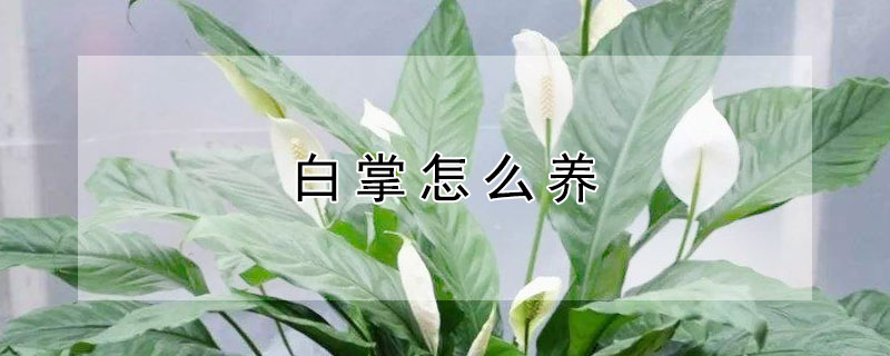 白掌怎么養(yǎng)