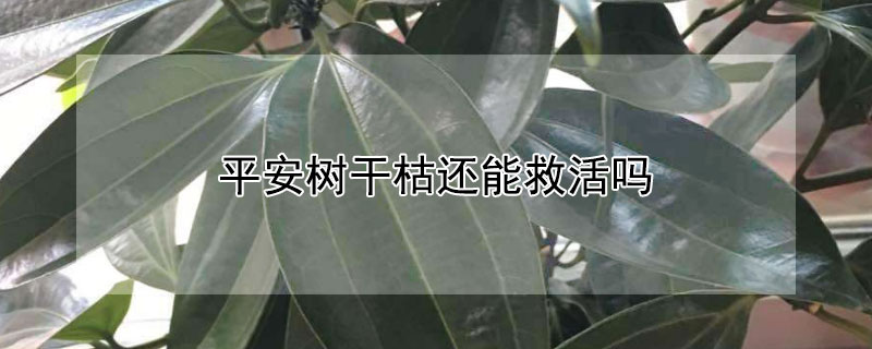 平安樹干枯還能救活嗎