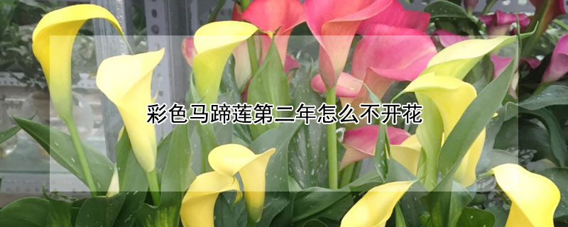 彩色馬蹄蓮第二年怎么不開(kāi)花