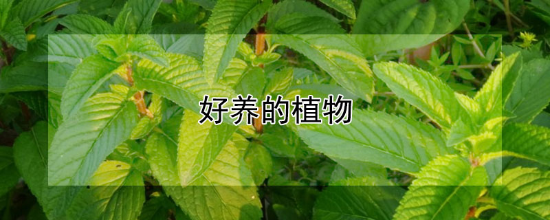 好養(yǎng)的植物