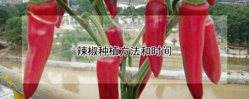 辣椒種植方法和時間