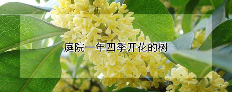 庭院一年四季開花的樹