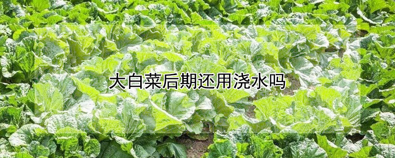 大白菜后期還用澆水嗎