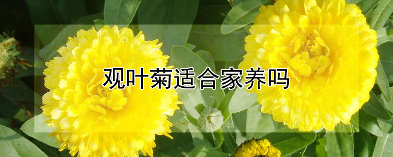 觀葉菊適合家養(yǎng)嗎