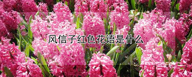 風(fēng)信子紅色花語是什么