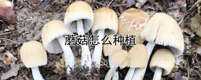 蘑菇怎么種植