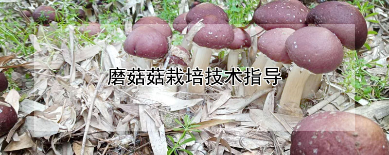 磨菇菇栽培技術指導