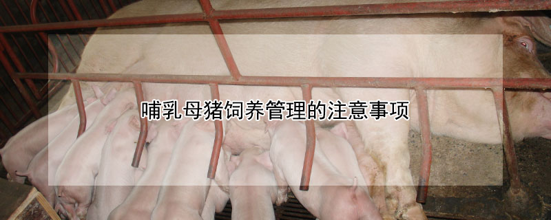 哺乳母豬飼養(yǎng)管理的注意事項