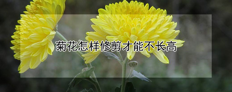 菊花怎樣修剪才能不長(zhǎng)高