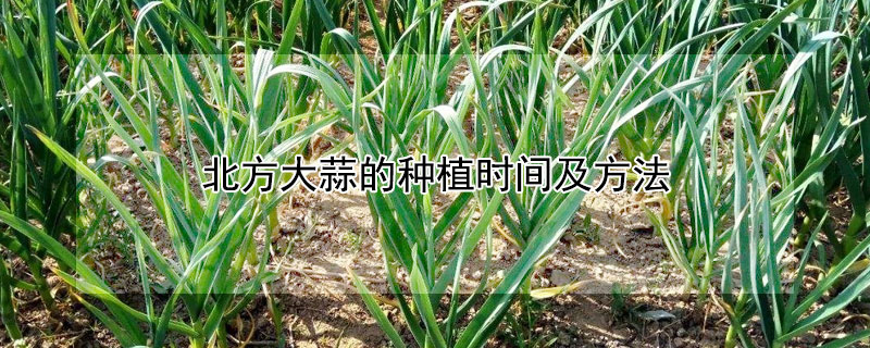 北方大蒜的種植時(shí)間及方法