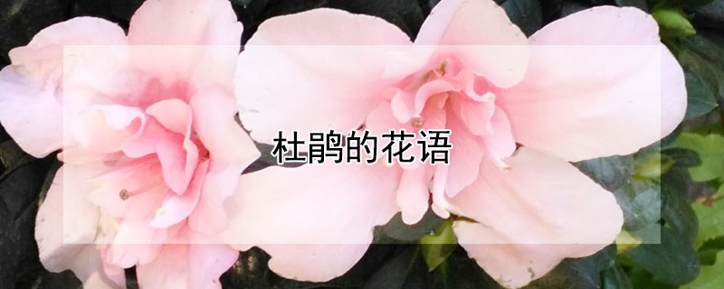 杜鵑的花語