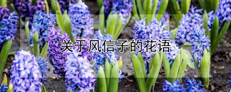 關于風信子的花語