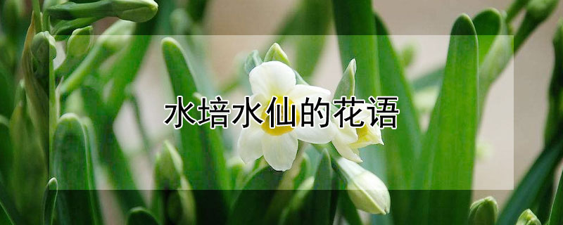 水培水仙的花語