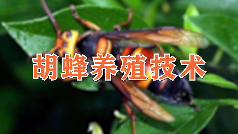 胡蜂養(yǎng)殖技術(shù)