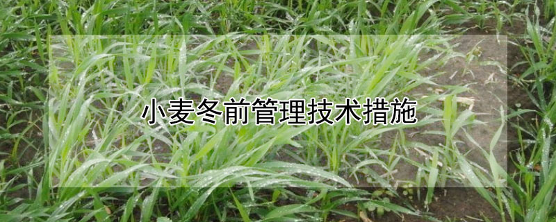 小麥冬前管理技術措施