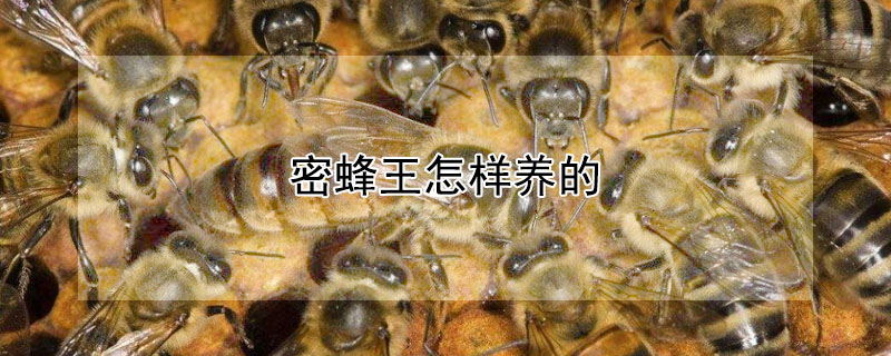 密蜂王怎樣養(yǎng)的