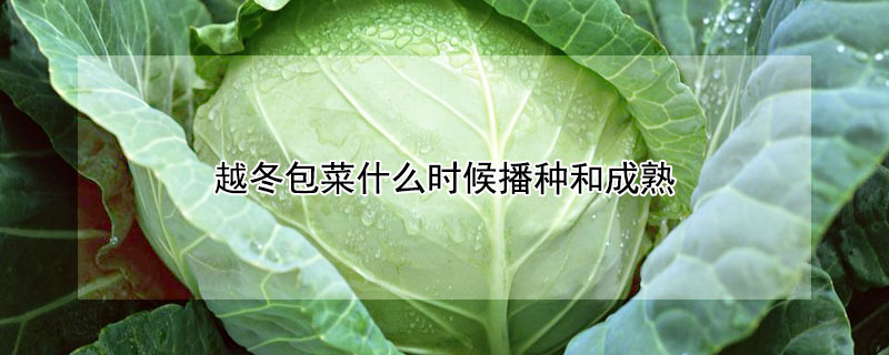 越冬包菜什么時候播種和成熟