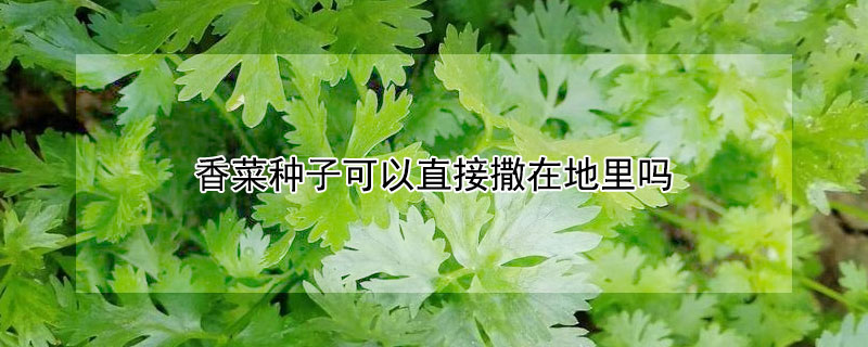 香菜種子可以直接撒在地里嗎