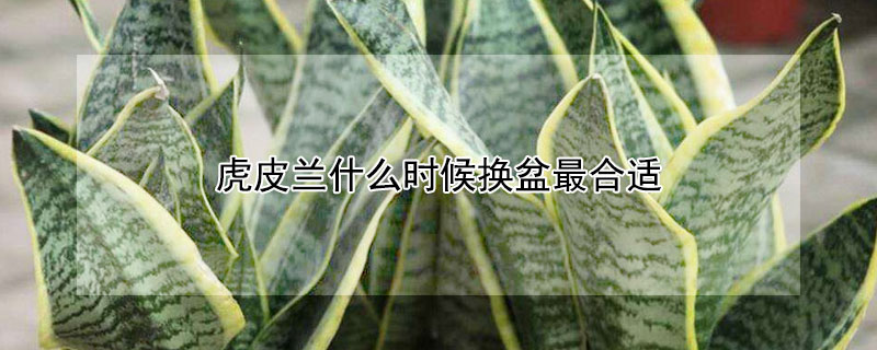 虎皮蘭什么時候換盆最合適