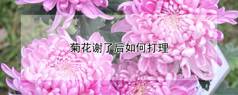 菊花謝了后如何打理