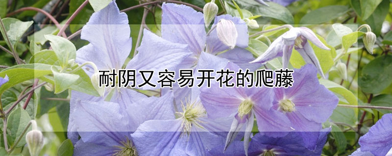 耐陰又容易開花的爬藤