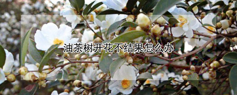 油茶樹開花不結果怎么辦