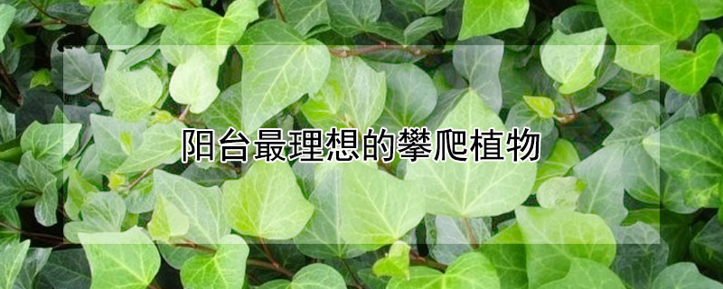 陽臺最理想的攀爬植物