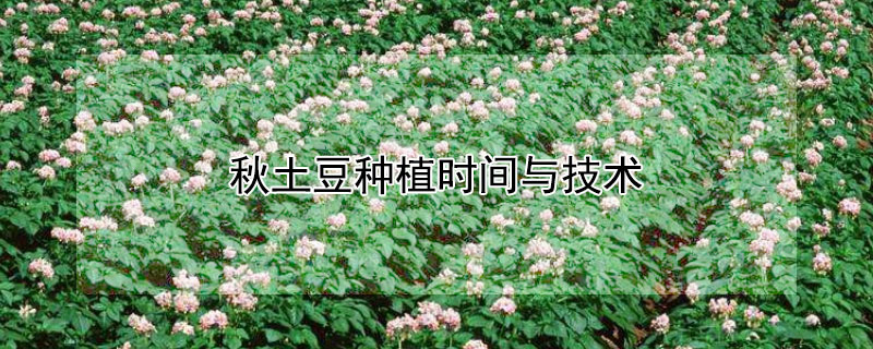 秋土豆種植時間與技術