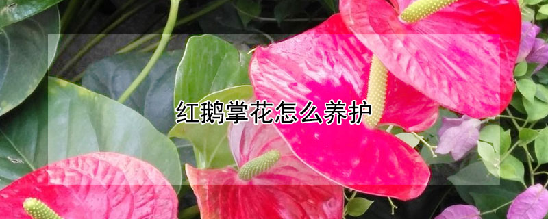 紅鵝掌花怎么養護