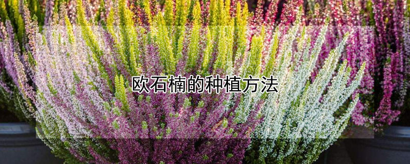 歐石楠的種植方法