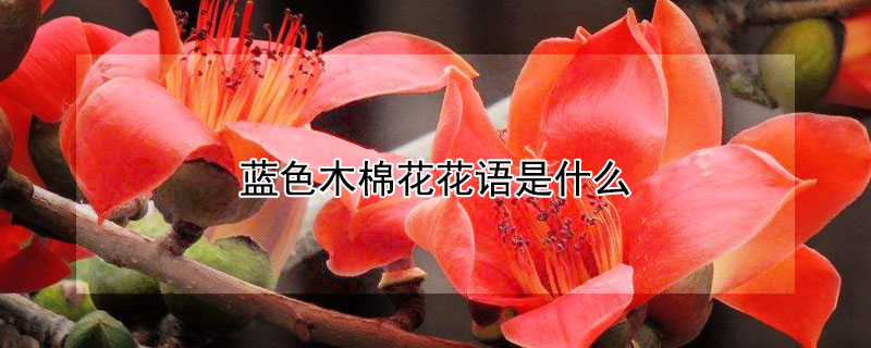 藍色木棉花花語是什么